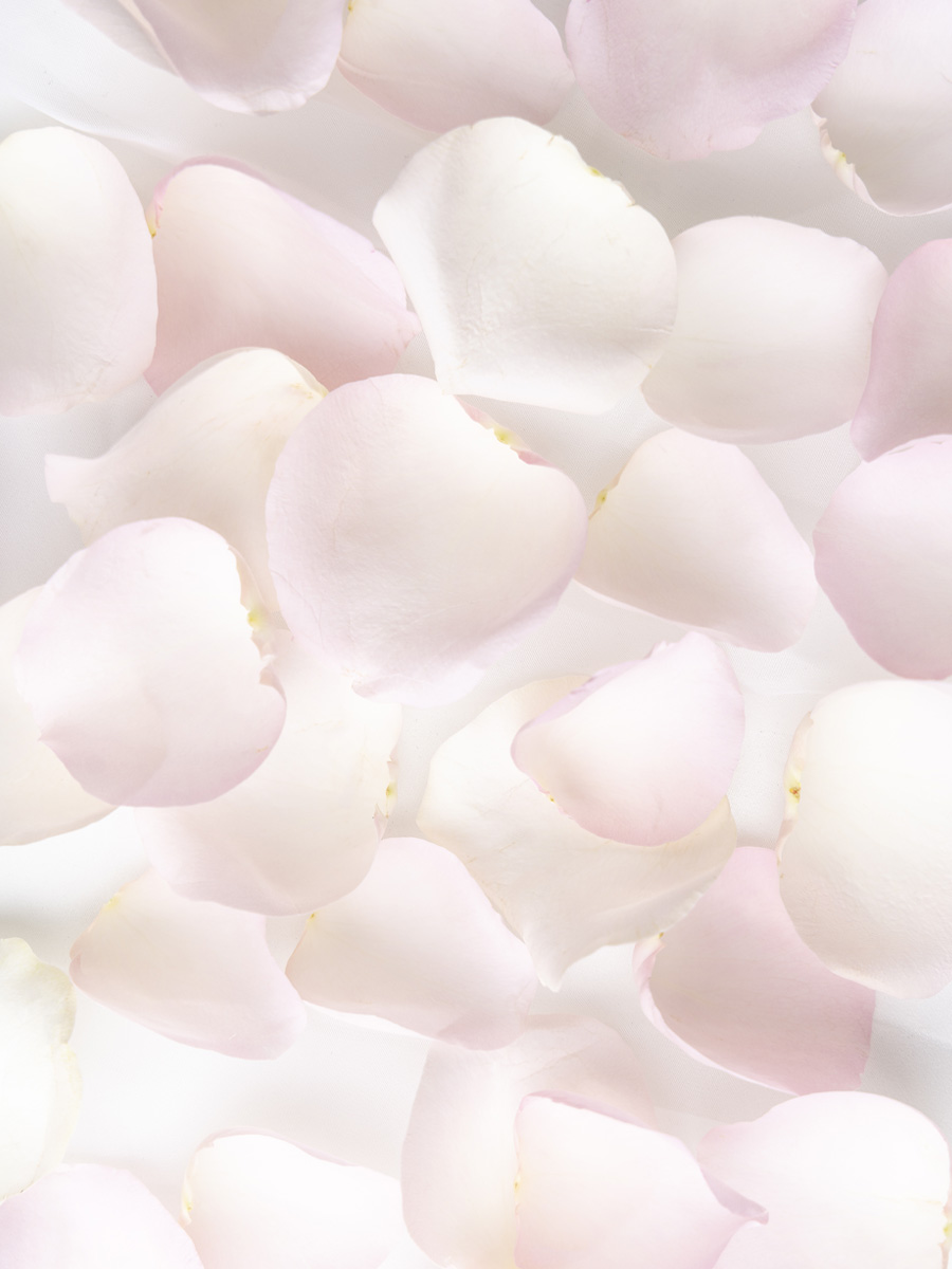 Zachtroze rozenblaadjes - Sweet Revival